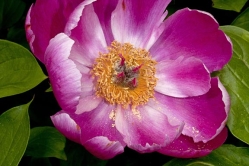 paeonia lactiflora 1 thumbnail graphic